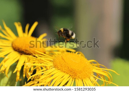 Bumblebee in flight to searching nectar