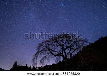 Clear night sky Milky Way under the silhouette of a cherry blossom tree.