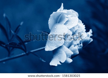 Peony flower after rain toned in trendy pantone Classic Blue color of the Year 2020