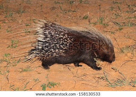 Cape porcupine (Hystrix africaeaustralis), South Africa 