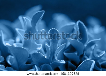 SIlver plant in shades of blue color. Side viewbackground