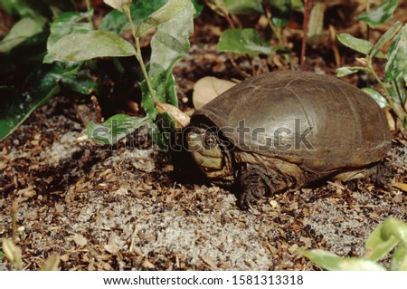 Eastern Mud Turtle (Kinosternon Subrubrum) Royalty-Free Stock Photo #1581313318