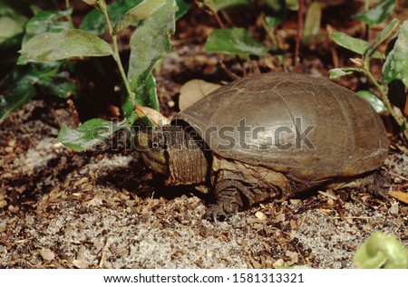 Eastern Mud Turtle (Kinosternon Subrubrum) Royalty-Free Stock Photo #1581313321
