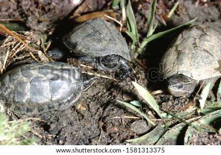Stinkpot Turtle (Sternotherus Odoratus) Wild Royalty-Free Stock Photo #1581313375