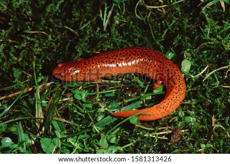 Red Salamander (Pseudotriton Ruber) Wild