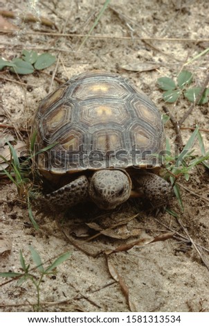 Gopher Tortoise (Gopherus Polyphemus) Wild