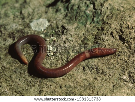 Common Earthworm (Lumbricus Terrestris) Nightcrawler Royalty-Free Stock Photo #1581313738