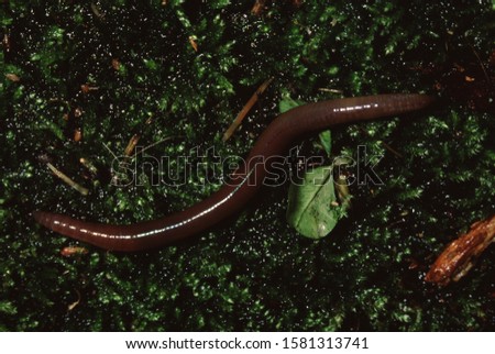 Common Earthworm (Lumbricus Terrestris) Nightcrawler Royalty-Free Stock Photo #1581313741