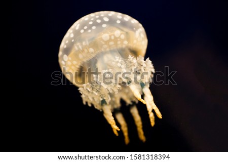 Spotted jellyfish - Small white jellyfish swimming in dark water. 