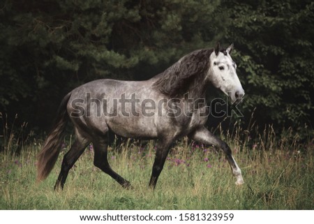Beautiful andalusian horse action portrait in field