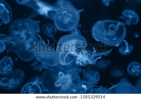 Closeup flock of jellyfish aurelia on dark navy background. Color of the year 2020 - Classic Blue. Natural banner with copy space. Underwater world of the sea.