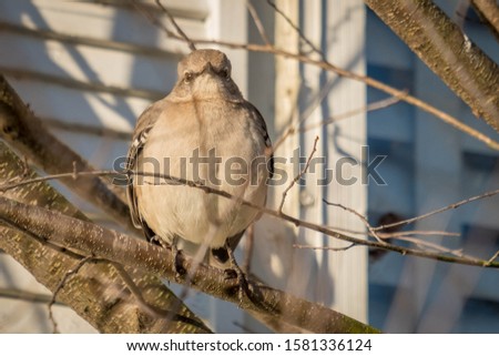 A humorous image of a Northern Mockingbird puffed up into a sphere as if it ate a tennis ball. Raleigh, North Carolina.