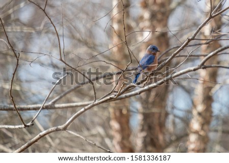 A vividly colored Eastern Bluebird stands our among the dull barren forest background at Yates Mill County Park in Raleigh North Carolina.