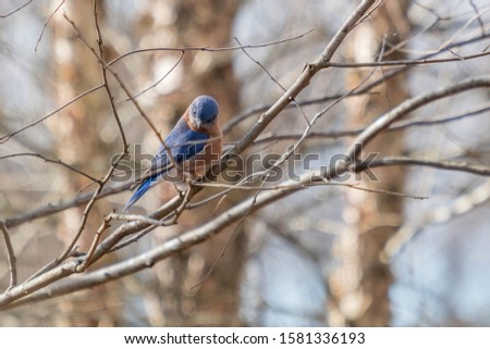 A vividly colored Eastern Bluebird makes a funny expression as if saying SERIOUSLY at Yates Mill County Park in Raleigh North Carolina.