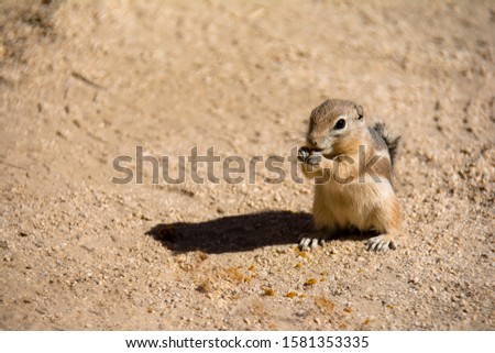 Mojave Ground Squirrel, Xerospermophylis mohavensis, forages for food among the quartz monzonite boulders and sands of the Mojave Desert in California
