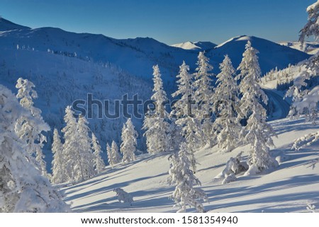 Winter. Hills. Trees in the snow on a mountainside