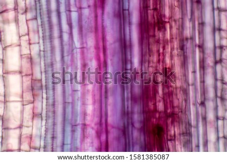 Plant vascular tissue under the microscope view for education. Royalty-Free Stock Photo #1581385087