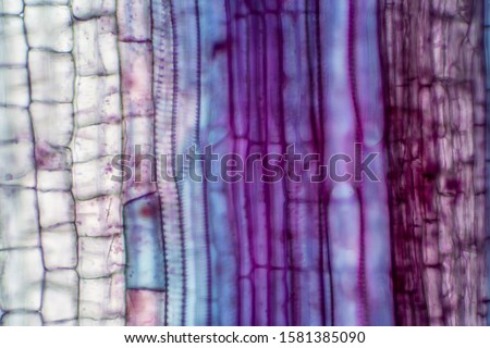 Plant vascular tissue under the microscope view for education. Royalty-Free Stock Photo #1581385090