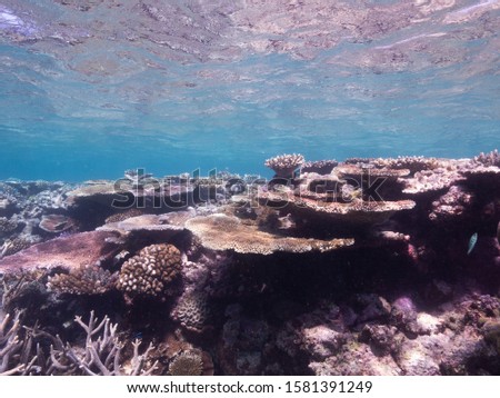 Corals of the great barrier reef