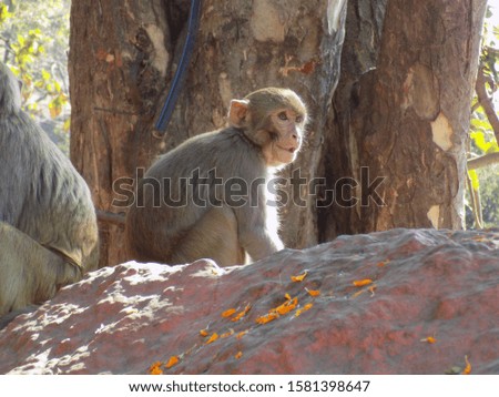 A Friendly Animal captured near Hanuman Temple.