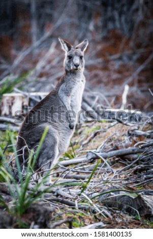 Curious Kangaroo in the mountains of Australia. The large grey kangaroo.