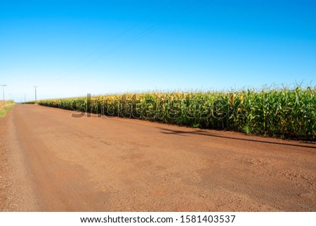 farm with corn saffinha in the city of Dourados in the state of Mato Grosso do Sul