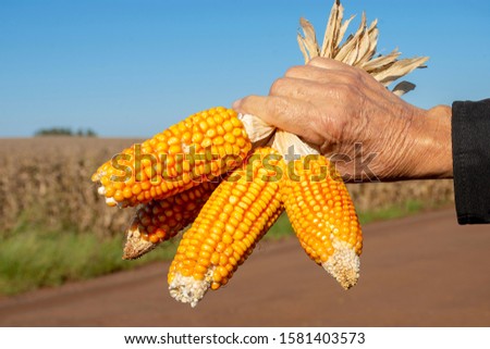 farm with corn saffinha in the city of Dourados in the state of Mato Grosso do Sul