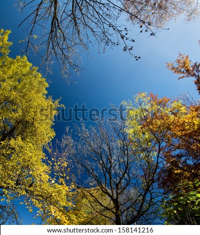 Autumn trees with yellowing leaves against the sky 