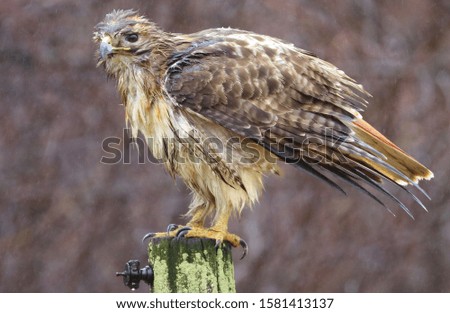 Red tailed hawk standing on a tree stump