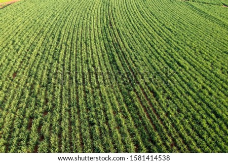 Green sugar cane field on Sao Paulo state, Brazil