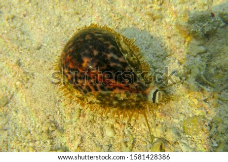 Cypraea pantherina or panther cowry a large tropical sea snail with a beautifully colored conch. Sea gastropod mollusk from the Cypraeidae family in shallow water during low tide in the Red Sea, Egypt
