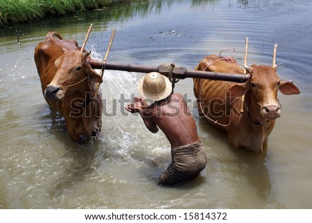 Man washing cattle in the lake in Myanmar Royalty-Free Stock Photo #15814372