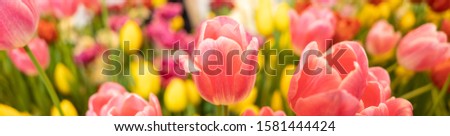 Nature of flower tulip in garden using as background natural flora cover page or banner template brochure landing page design