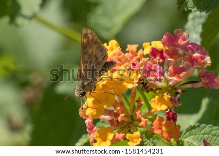 A fiery skipper is sipping nectar from the lantanas at Park in Raleigh, North Carolina.