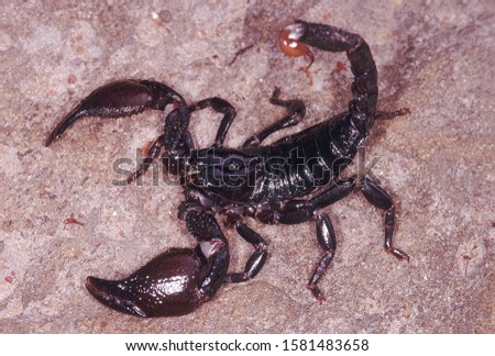 A large black scorpion which lives in flattened burrows. It makes a hissing sound when annoyed.