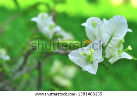White bougainvillea bouquet on blur green background, one of ornamental plants in thai temple, sacred flowers available in many colors,