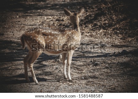 The chital or cheetal or Indian Deer Jaunt in the zoo. A Pic from National Zoological Park Delhi.