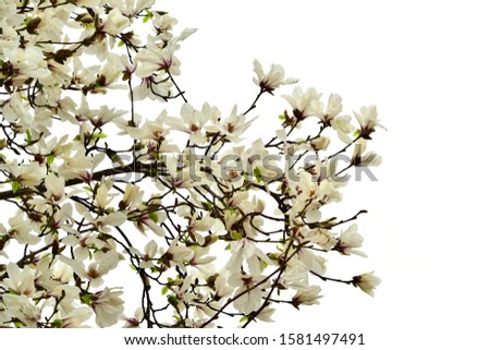 Magnolia flowers with green leaves in the park. Beautiful spring blossom under sunlight in the garden isolated on white background at spring or summer season. Nature concept.