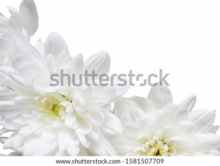 White chrysanthemums on a white background. Mockup for elegant design with copy space. 