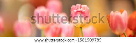 Nature of flower tulip in garden using as background natural flora wallpaper or template brochure landing page design