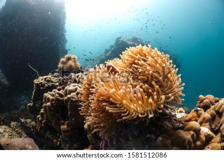 Underwater colorful reef with anenome coral and fish  Royalty-Free Stock Photo #1581512086