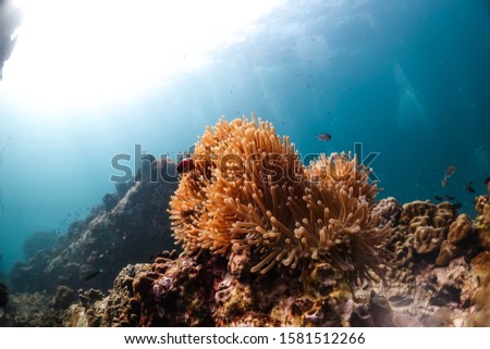 Underwater colorful reef with anenome fish and coral  Royalty-Free Stock Photo #1581512266