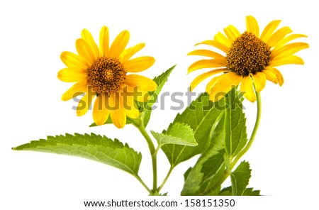 flowers are isolated on a white background. One picture from series.
