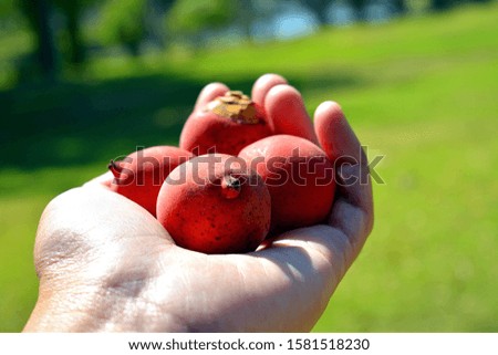 Take a picture of the red fruit at Phang Thong Pool. Sakon nakonn