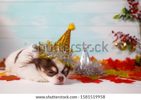 Adorable chihuahua dog wearing a New Year conical hat with maple leaves on festive background concept. Happy New Year 2020, Merry Christmas, holidays and celebration.