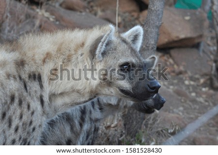 hyenas waiting for their lunch at the feeding area 