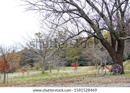 My bike and the sakura at the sakura garden
