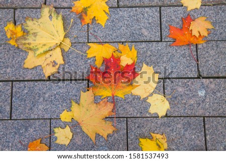 Red, orange and yellow leaves on the grey granite bricks pavement or roadway.