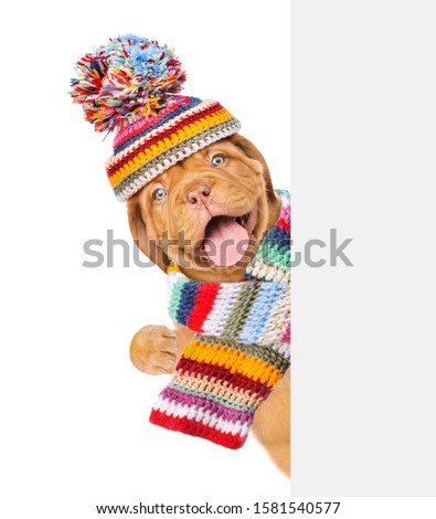Happy puppy wearing a warm hat and scarf looks from behind empty board. isolated on white background