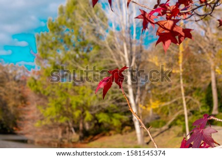 red, orange, yellow Autumn leaves on trees with blue sky